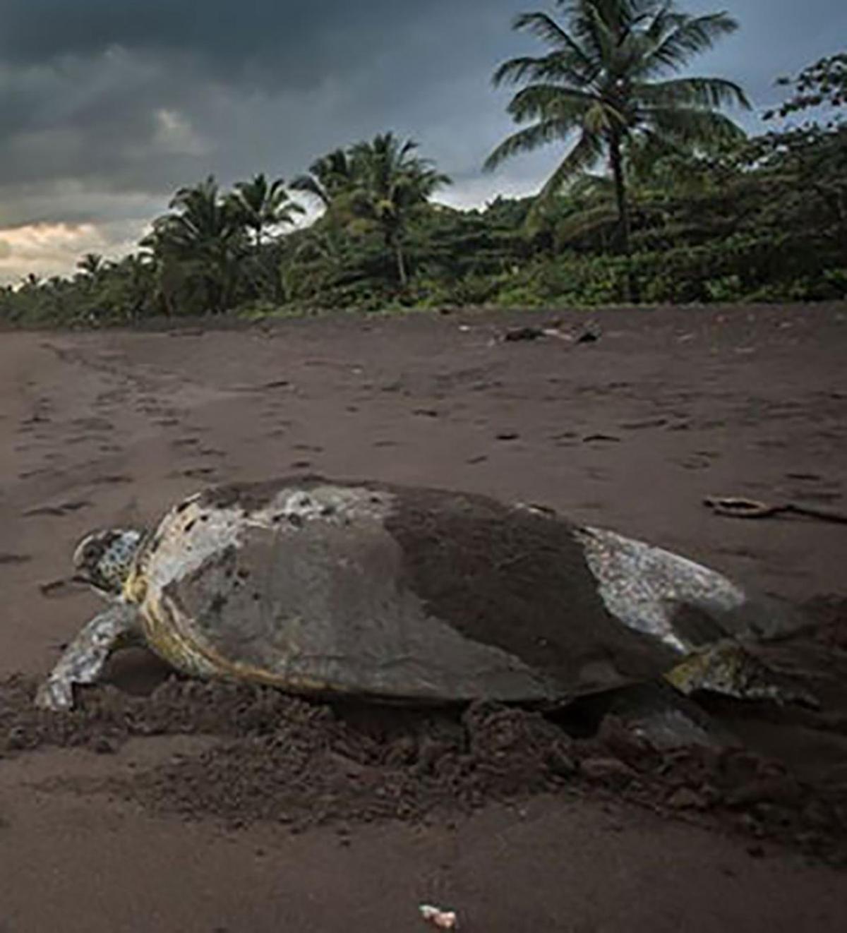 Chilamate Room 2 Tortuguero Zewnętrze zdjęcie